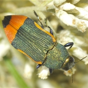 Castiarina kerremansi at Uriarra Village, ACT - 6 Dec 2024