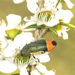 Castiarina kerremansi at Uriarra Village, ACT - 6 Dec 2024