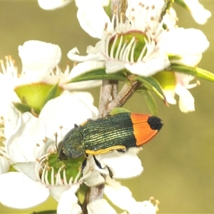 Castiarina kerremansi at Uriarra Village, ACT - 6 Dec 2024 01:45 PM