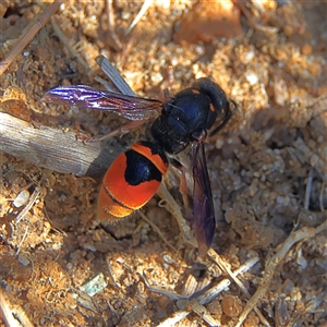 Paralastor sp. (genus) (Potter Wasp) at Higgins, ACT by MichaelWenke