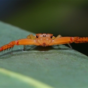 Arkys walckenaeri (Triangle spider) at Acton, ACT by TimL