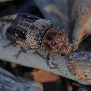 Nascio vetusta (A jewel beetle) at Higgins, ACT by MichaelWenke