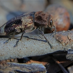 Nascio vetusta at Higgins, ACT - 8 Dec 2024 04:44 PM