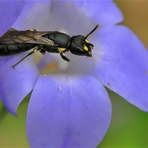 Hylaeus (Planihylaeus) quadriceps at Higgins, ACT - 7 Dec 2024 01:07 PM