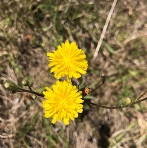 Picris angustifolia at Googong, NSW - 9 Dec 2024 07:41 AM