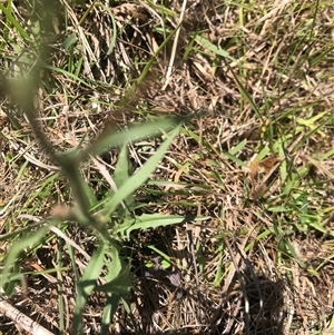 Picris angustifolia at Googong, NSW - 9 Dec 2024 07:41 AM