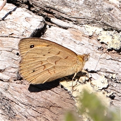 Heteronympha merope (Common Brown Butterfly) at Gundaroo, NSW - 8 Dec 2024 by ConBoekel