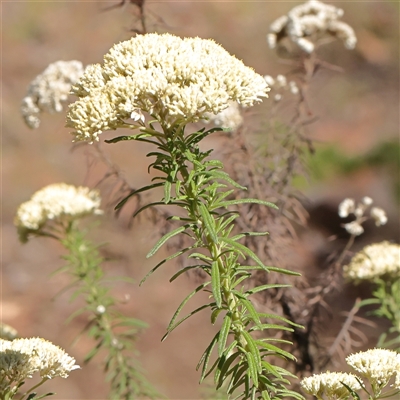 Cassinia aculeata subsp. aculeata (Dolly Bush, Common Cassinia, Dogwood) at Gundaroo, NSW - 8 Dec 2024 by ConBoekel