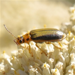 Xanthogaleruca luteola (Elm leaf beetle) at Gundaroo, NSW - 8 Dec 2024 by ConBoekel