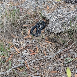 Unidentified Reptile or Frog at Tathra, NSW by Mcgrata