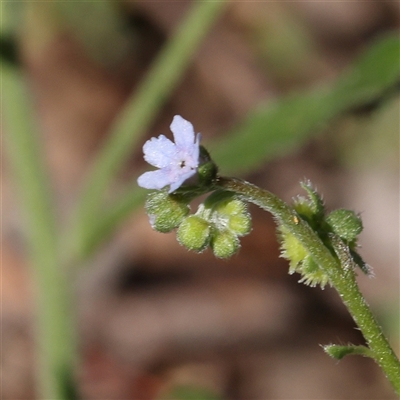 Cynoglossum australe (Australian Forget-me-not) at Gundaroo, NSW - 8 Dec 2024 by ConBoekel