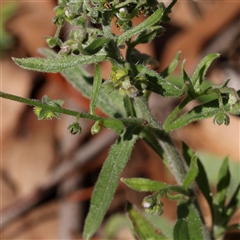 Cynoglossum australe at Gundaroo, NSW - 8 Dec 2024