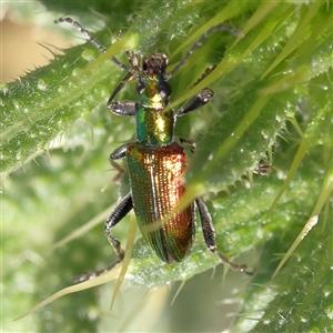 Lepturidea viridis (Green comb-clawed beetle) at Gundaroo, NSW by ConBoekel