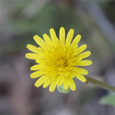 Sonchus oleraceus (Annual Sowthistle) at Gundaroo, NSW - 8 Dec 2024 by ConBoekel