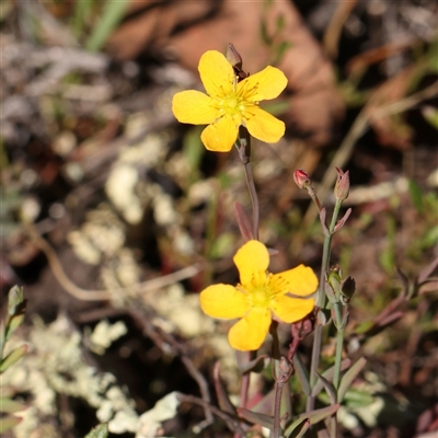 Hypericum gramineum (Small St Johns Wort) at Gundaroo, NSW - 7 Dec 2024 by ConBoekel