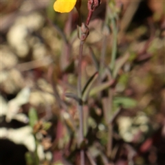 Hypericum gramineum at Gundaroo, NSW - 8 Dec 2024