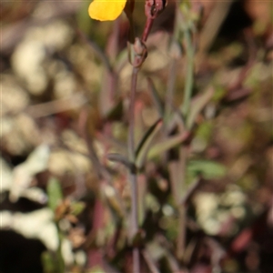 Hypericum gramineum at Gundaroo, NSW - 8 Dec 2024 10:02 AM