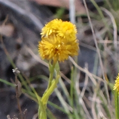 Chrysocephalum apiculatum (Common Everlasting) at Gundaroo, NSW - 7 Dec 2024 by ConBoekel