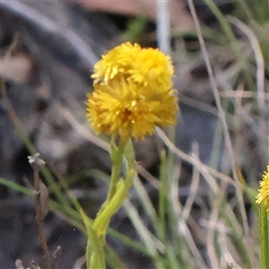 Chrysocephalum apiculatum (Common Everlasting) at Gundaroo, NSW by ConBoekel