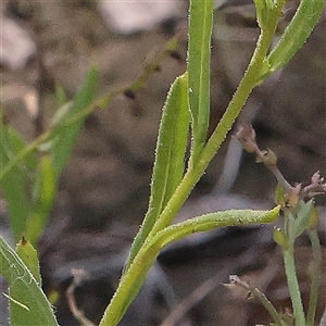 Chrysocephalum apiculatum at Gundaroo, NSW - 8 Dec 2024 10:02 AM