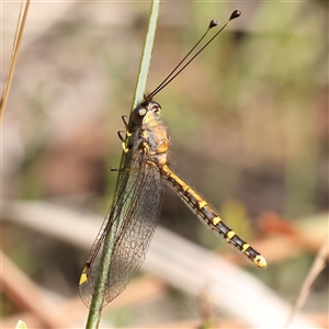 Suhpalacsa flavipes (Yellow Owlfly) at Gundaroo, NSW by ConBoekel