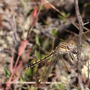 Orthetrum caledonicum at Gundaroo, NSW - 8 Dec 2024