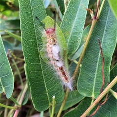 Orgyia anartoides (Painted Apple Moth) at Hackett, ACT - 9 Dec 2024 by waltraud