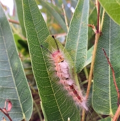 Orgyia anartoides at Hackett, ACT - 9 Dec 2024