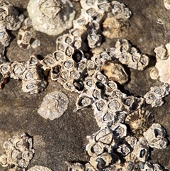 Chamaesipho tasmanica (Honeycomb Barnacle) at Green Cape, NSW - 7 Dec 2024 by Hejor1