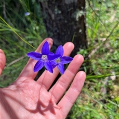 Wahlenbergia sp. (Bluebell) at Harolds Cross, NSW - 8 Dec 2024 by courtneyb