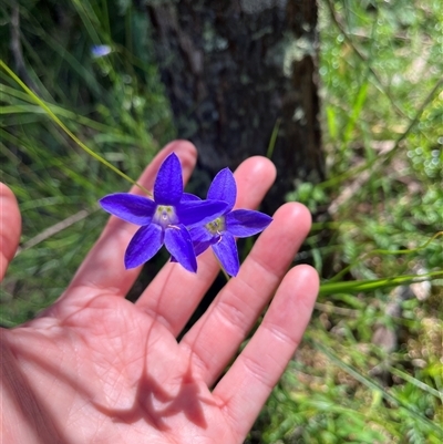 Wahlenbergia sp. (Bluebell) at Harolds Cross, NSW - 8 Dec 2024 by courtneyb