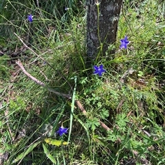 Wahlenbergia sp. at Harolds Cross, NSW - 8 Dec 2024