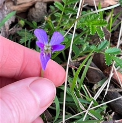 Viola betonicifolia subsp. betonicifolia (Arrow-Leaved Violet) at Harolds Cross, NSW - 7 Dec 2024 by courtneyb