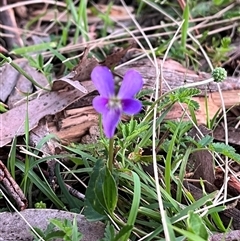 Viola betonicifolia subsp. betonicifolia at Harolds Cross, NSW - 7 Dec 2024 08:04 PM