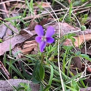 Viola betonicifolia subsp. betonicifolia at Harolds Cross, NSW - 7 Dec 2024 08:04 PM