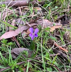 Viola betonicifolia subsp. betonicifolia at Harolds Cross, NSW - 7 Dec 2024 08:04 PM