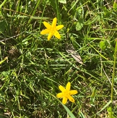 Hypoxis hygrometrica at Harolds Cross, NSW - 7 Dec 2024 by courtneyb