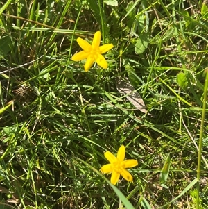 Hypoxis hygrometrica var. hygrometrica at Harolds Cross, NSW - 8 Dec 2024 08:33 AM