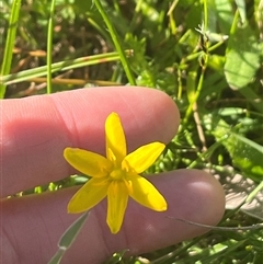 Hypoxis hygrometrica var. hygrometrica at Harolds Cross, NSW - 8 Dec 2024