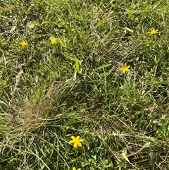 Hypoxis hygrometrica var. hygrometrica at Harolds Cross, NSW - 8 Dec 2024