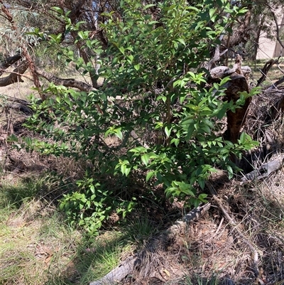 Ligustrum lucidum at Hackett, ACT - 7 Dec 2024 by waltraud