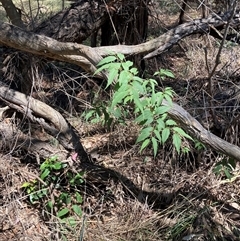 Celtis australis (Nettle Tree) at Hackett, ACT - 7 Dec 2024 by waltraud