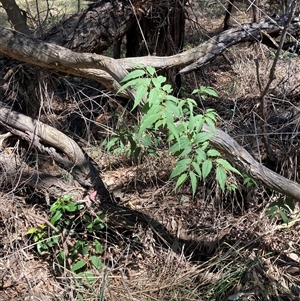 Celtis australis at Hackett, ACT - 8 Dec 2024