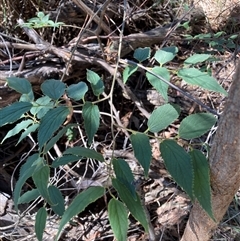 Celtis australis at Hackett, ACT - 8 Dec 2024