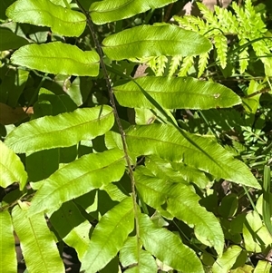 Blechnum sp. at Harolds Cross, NSW - 8 Dec 2024