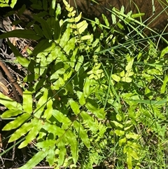 Blechnum sp. at Harolds Cross, NSW - 8 Dec 2024