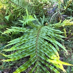 Blechnum (genus) (A Hard Fern) at Harolds Cross, NSW - 8 Dec 2024 by courtneyb