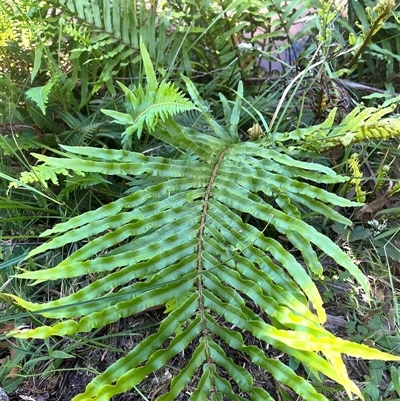 Blechnum (genus) (A Hard Fern) at Harolds Cross, NSW - 8 Dec 2024 by courtneyb