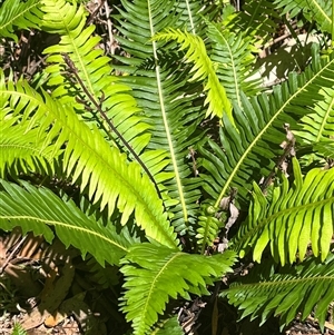 Blechnum nudum at Harolds Cross, NSW - 8 Dec 2024 10:57 AM