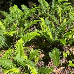 Blechnum nudum at Harolds Cross, NSW - 8 Dec 2024 10:57 AM